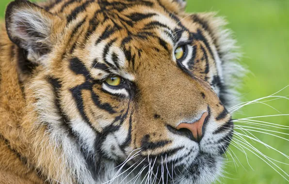 Взгляд, морда, тигр, ©Tambako The Jaguar, суматранский