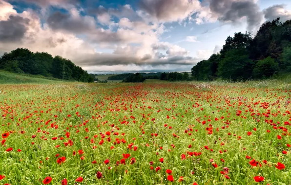 Италия, поле цветов, Italy, Lazio, Лацио, field of flowers, Cerveteri, Черветере