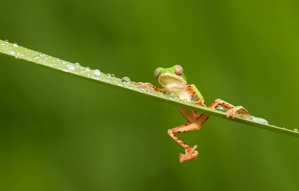 Картинка глаза, капли, дождь, лягушка, лапки, оранжевые, зеленая, rain