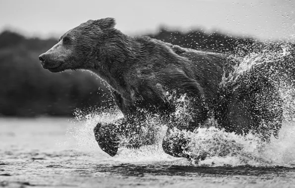 Картинка вода, брызги, мокрый, медведь, бег, мишка, чёрно - белое фото