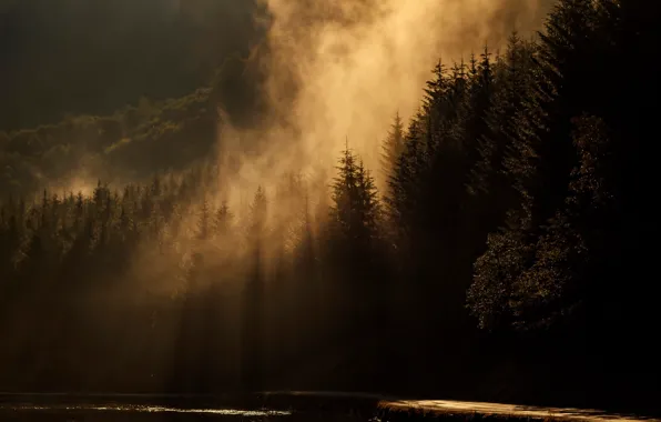 Картинка лес, свет, природа, туман