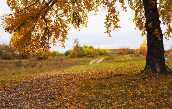 Картинка осень, дерево, листва, Природа, дорожка, nature, autumn, leaves