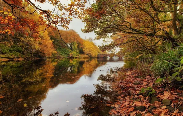 Осень, пейзаж, природа, река, красота, дуб