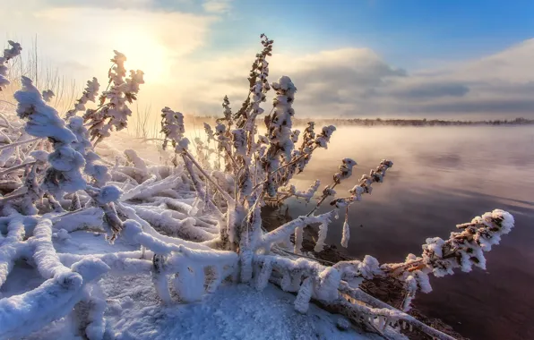Картинка зима, снег, природа, озеро, травы, кусты