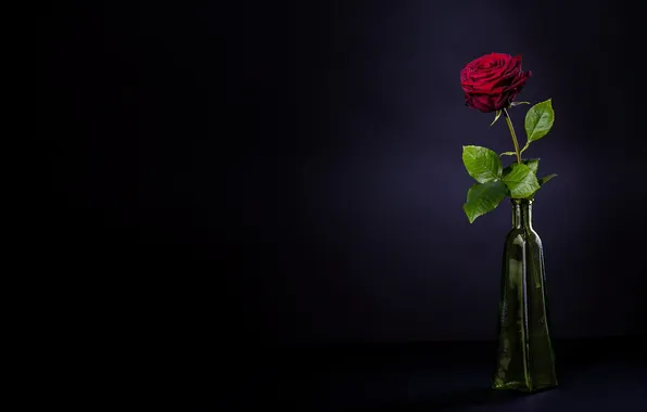 Цветы, фон, розы