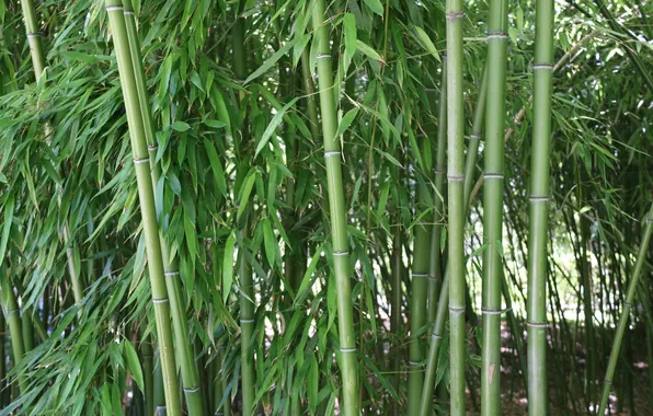 Nature, Bamboo, Forest, Plants, Green Leaves, Vegetation, Natural Beauty, Tranquil