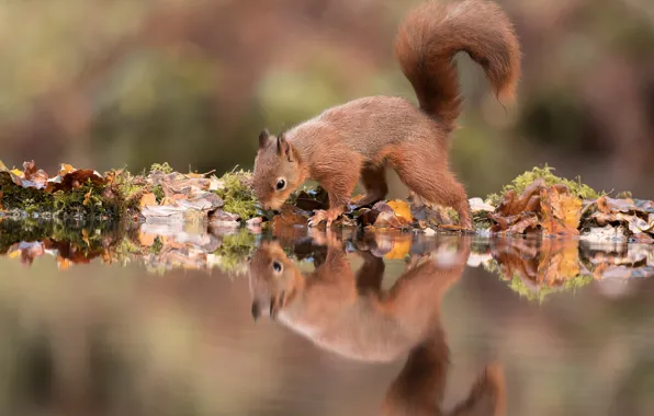 Картинка осень, листья, вода, поза, отражение, фон, белка, водоем
