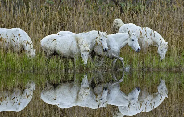 Франция, лошади, Камарг