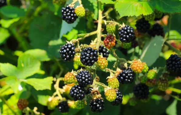 Food, fruit, twig