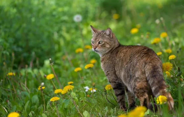 Картинка кошка, кот, цветы, весна, одуванчики
