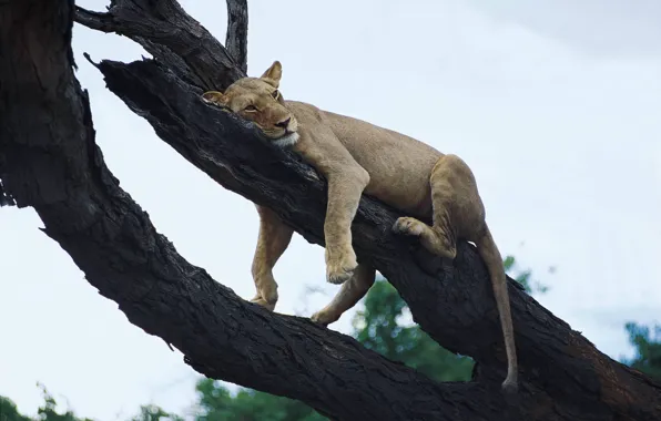 Львица, отдыхает, на дереве