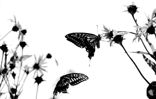 Картинка белый, бабочки, настрой