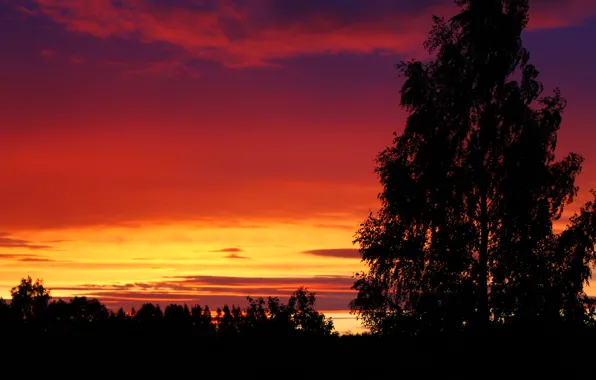 Лес, небо, облака, деревья, закат