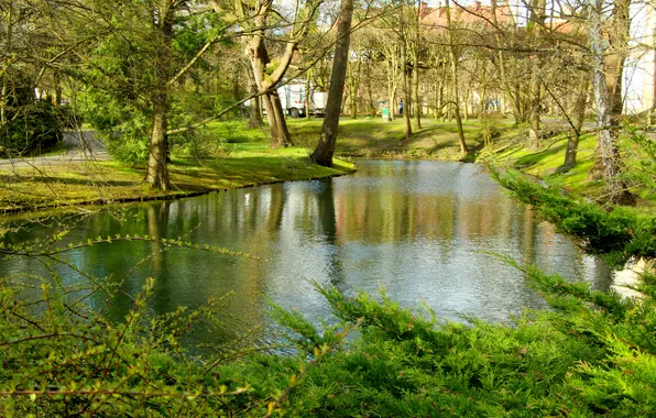 Green, trees, water, park, pond