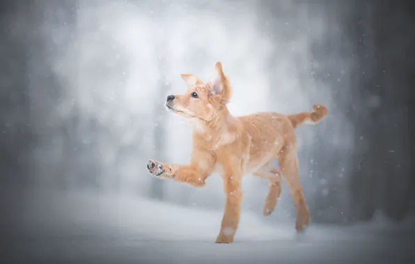 Картинка зима, снег, лапа, щенок, пёсик