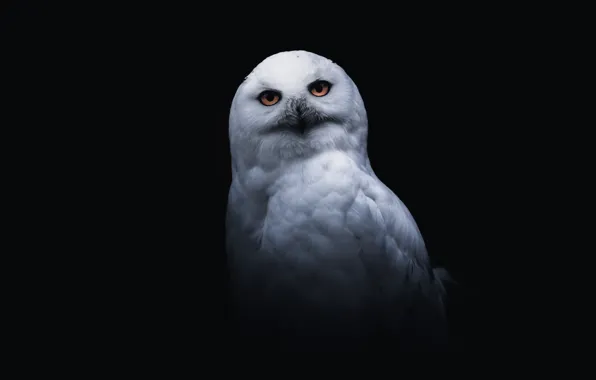 Bird, black background, owl