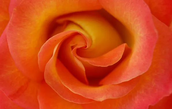 Цветы, розы, лепестки