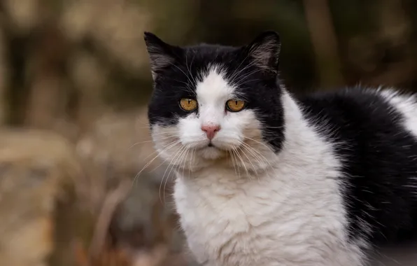 Кошка, кот, взгляд, черно-белый, портрет, котэ