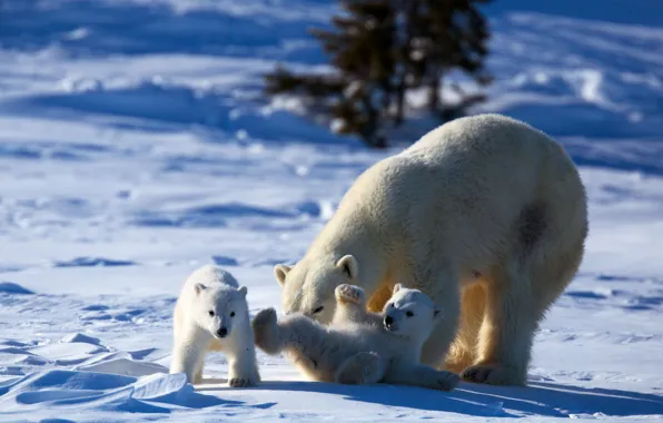 Картинка winter, nature, mother, play, puppies, bear, cubs, animals, Polar bear, snow