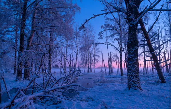 Картинка зима, снег, деревья, рассвет, утро, речка, Швеция