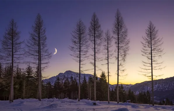 Картинка зима, лес, небо, свет, снег, деревья, горы, ночь