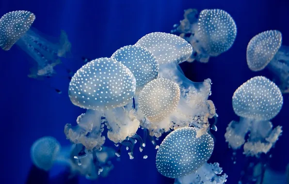 Картинка море, вода, глубина, медузы