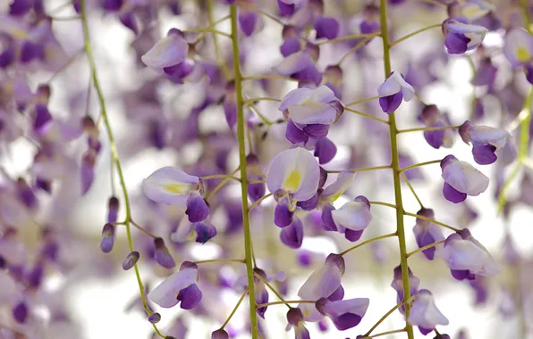 Картинка природа, дерево, цветение, цветки, wisteria, вистерия