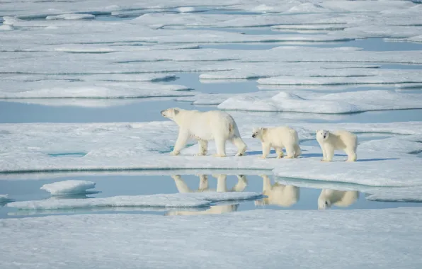 Картинка вода, солнце, снег, отражение, лёд, трое, белые медведи