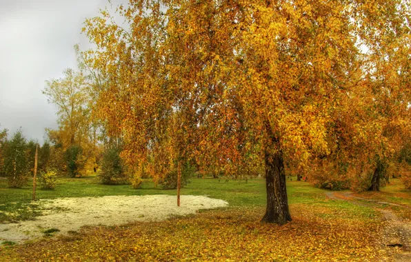 Осень, листья, деревья, природа, фото