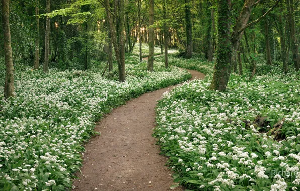 Картинка дорога, цветы, парк