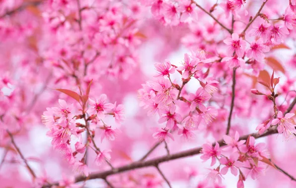 Картинка небо, ветки, весна, сакура, цветение, pink, blossom, sakura