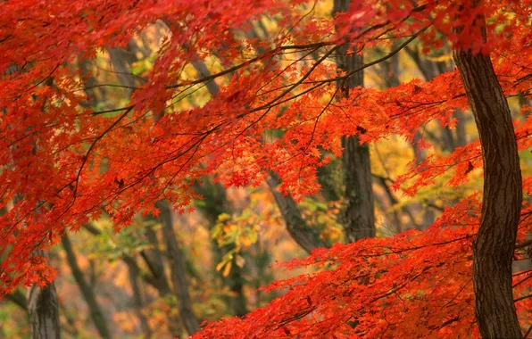 Лес, Осень, рыжие листья