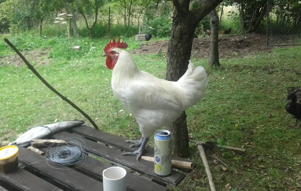 White, nature, beauty, garden, animal, table, chicken, rooster