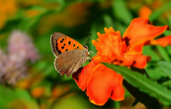 Картинка Макро, Цветы, Бабочка, Flower, Macro, Butterfly