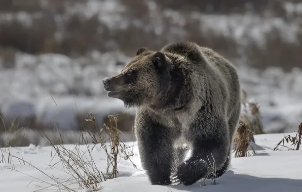 Картинка зима, природа, медведь