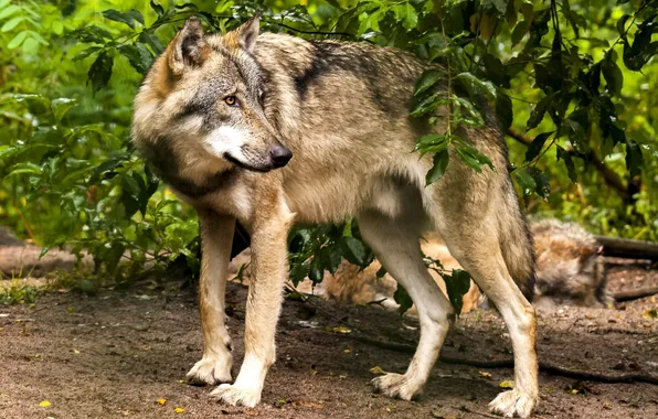 Картинка nature, snow, predator, face, animal, wolf, wildlife, portrait