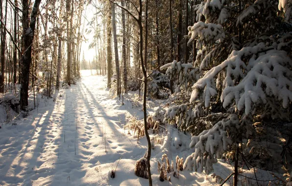 Картинка зима, снег, Висконсин, United States, winter, Филлипс, Northern Woods, Phillips