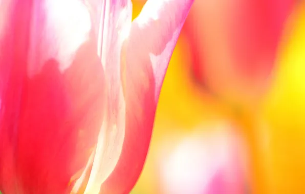 Картинка цветок, тюльпан, весна, лепестки
