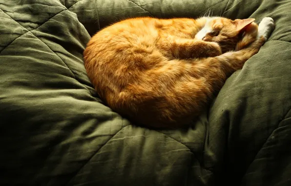 Картинка кот, рыжий, спит, cat, sleep