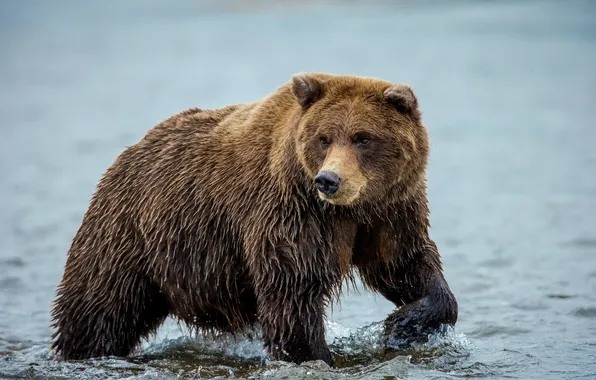 Картинка вода, природа, медведь