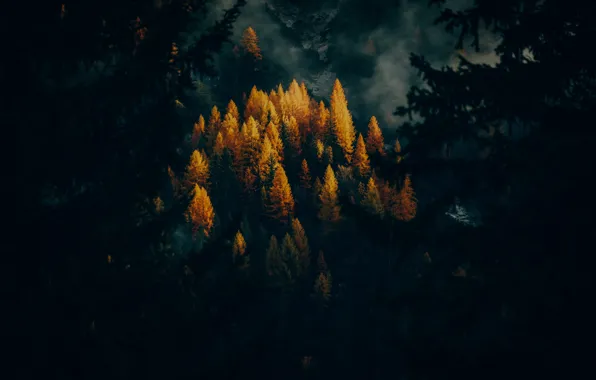 Nature, Wood, Autumn, Eberhard Grossgaesteiger