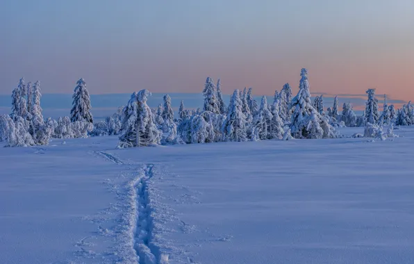 Картинка зима, снег, деревья, Швеция, тропинка, Sweden, Lapland, Лапландия