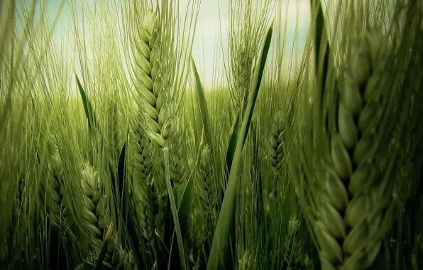 Картинка пшеница, поле, зелёный, колосья