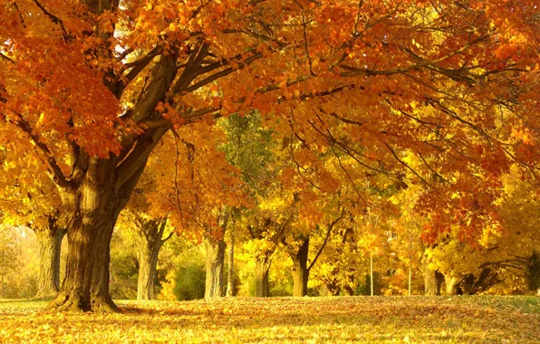 Картинка осень, лес, деревья, пейзаж, природа, парк, листва, красота