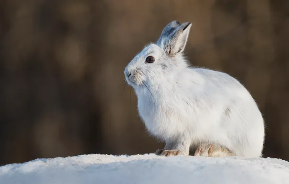 Зима, снег, заяц, сугробы, беляк