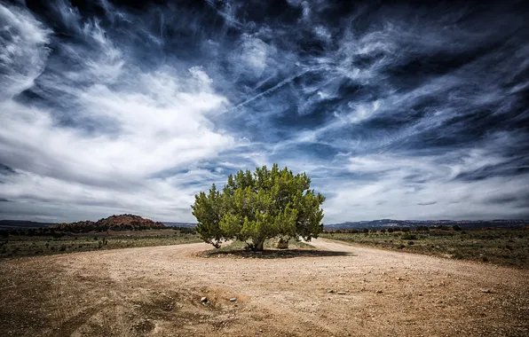 Природа, дерево, Аризона, США