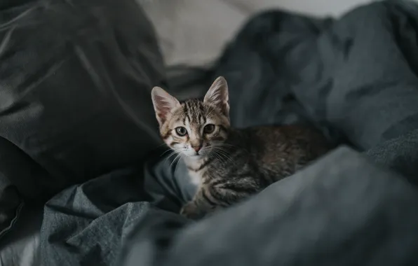 Картинка grey, small, cat baby