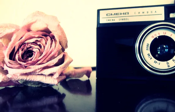 Картинка роза, Цветы, фотоаппарат
