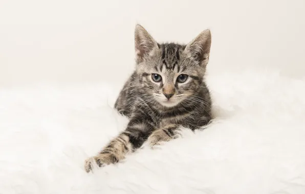 Кошка, взгляд, поза, котенок, серый, покрывало, белый фон, лежит