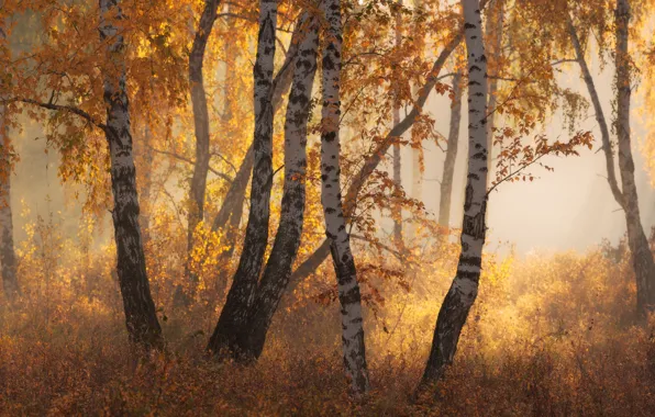 Осень, лес, листья, свет, деревья, ветки, природа, туман